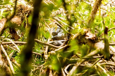 Doğal ortamına Anaconda yılan