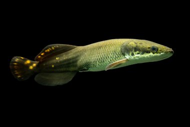 Juvenil Paiche balık