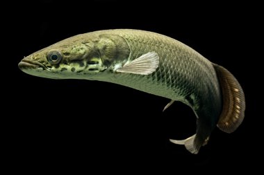 Arapaima en büyük tatlı su balığı biri