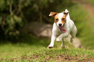 Jack Russell Parson Terrier köpek