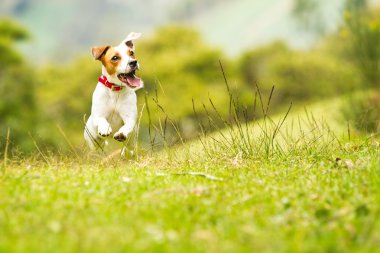 Jack Russell Parson Terrier köpek