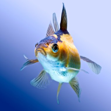 Ryvkin Goldfish Isolated On Blue clipart