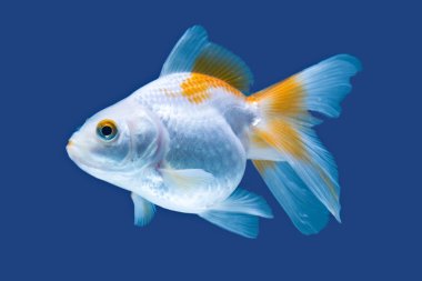 Süslü Goldfish izole