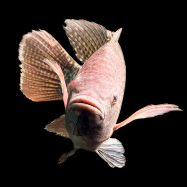 Tilapia balık yakın çekim