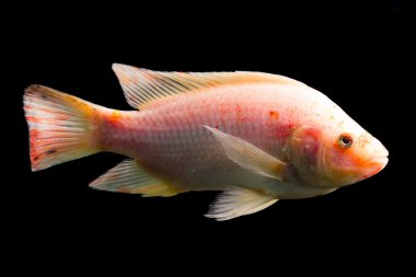 Tilapia balık Studio akvaryum