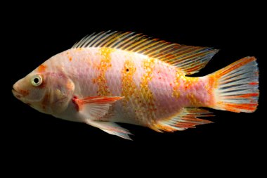 Tilapia balık kırmızı benekli