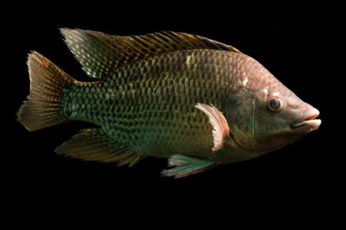 Tilapia balık Yüzme