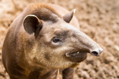 Güney Amerika tapiri Tapirus Terrestris