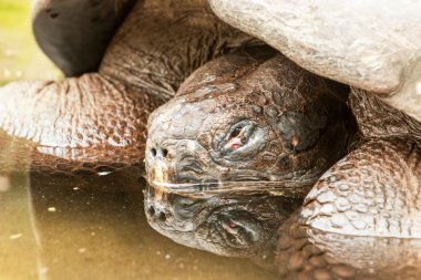 Batık Galapagos kaplumbağası