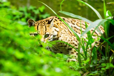 Ocelot Leopardus Pardalis