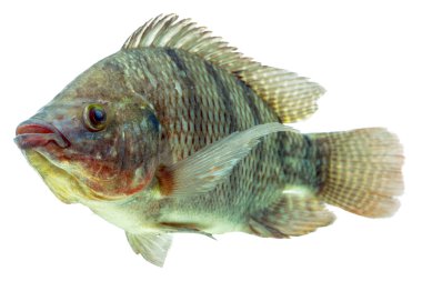 Tilapia Fish Profile clipart