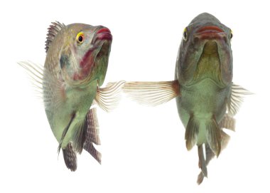 Tilapia balık çifti