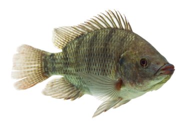 Tilapia balık profili