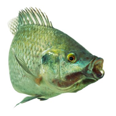 Tilapia balık beyaz