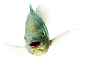 Mutlu Tilapia balık