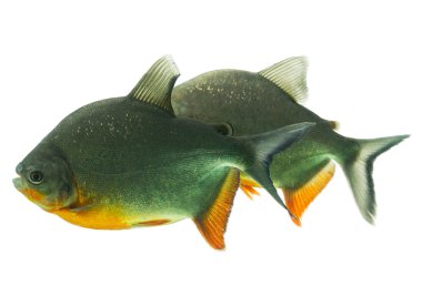 Tambaqui balık çifti