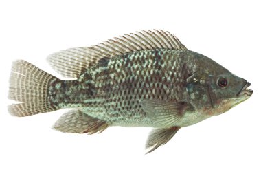 Mozambik Tilapia balık