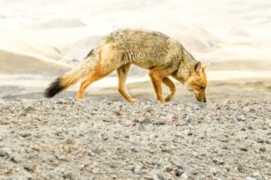 Vahşi Fox Cotopaxi Milli Parkı Ekvador