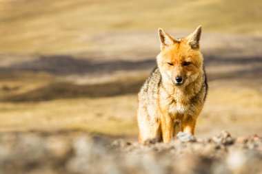 Wild Fox Cotopaxi National Park Ecuador clipart