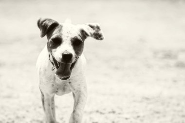 Jack Russell Teriyeri