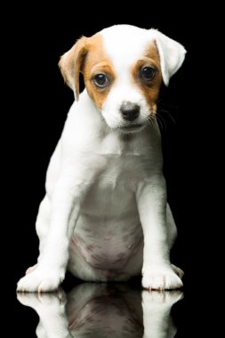 Jack Russell Teriyeri