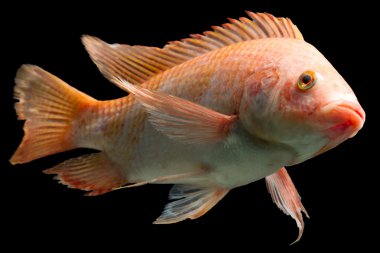 Nil kırmızı Tilapia balık
