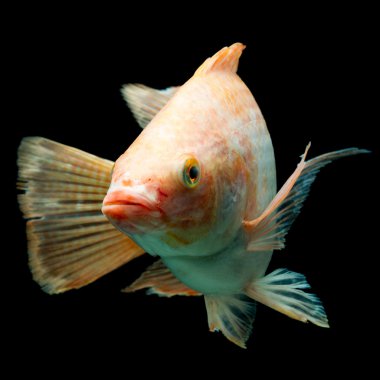 Nil kırmızı Tilapia balık