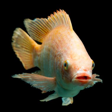 Nil kırmızı Tilapia balık
