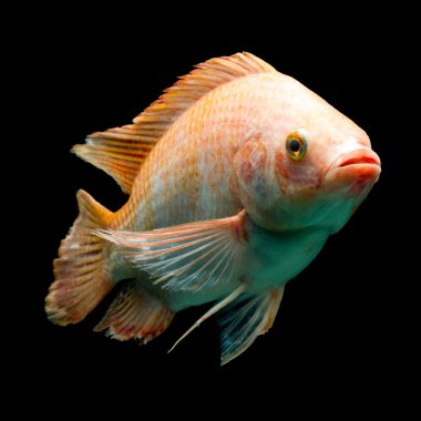 Nil kırmızı Tilapia balık