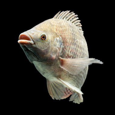 Oreochromis Mossambicus Tilapia balık