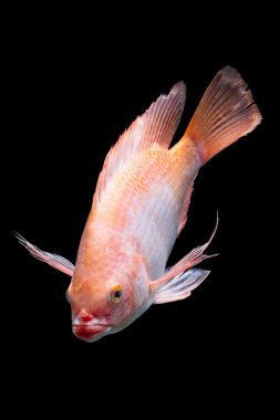 Nil kırmızı Tilapia balık