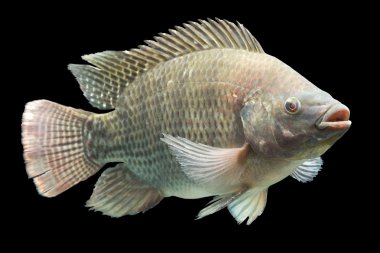 Oreochromis Mossambicus Tilapia balık