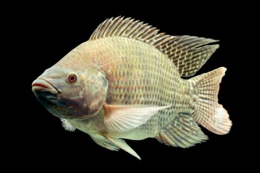Oreochromis Mossambicus Tilapia balık