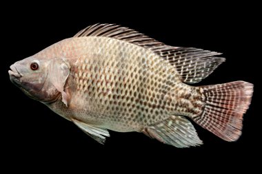 Oreochromis Mossambicus Tilapia balık