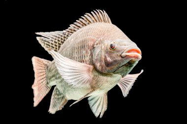 Oreochromis Mossambicus Tilapia balık