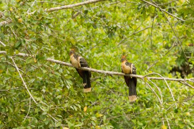 Hoatzin Pair In The Wild clipart