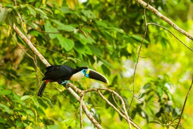 Bulut ormandaki toucan kuş