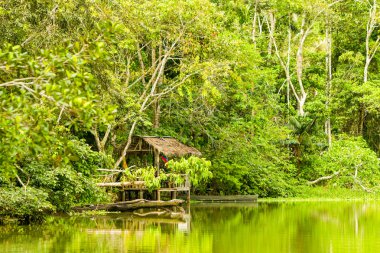 Ekvador'daki Limoncocha Lagünü