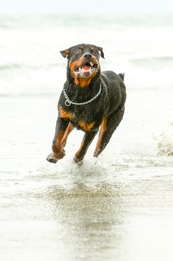 Rottweiler köpek hareket