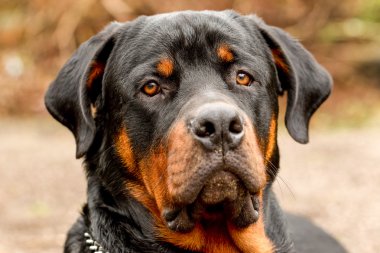 Frontal Rottweiler köpek portre