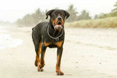 Rottweiler köpek sahilde
