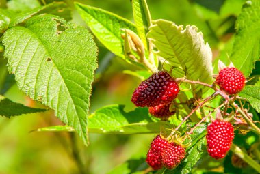 Olgunlaşmamış böğürtlen meyve