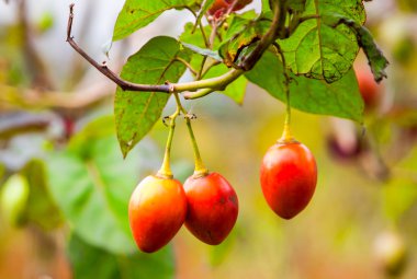 Yırtık Tamarillo meyve