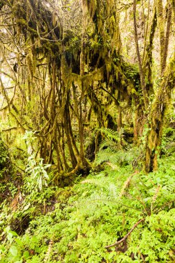 Andes yağmur ormanları bitki örtüsü