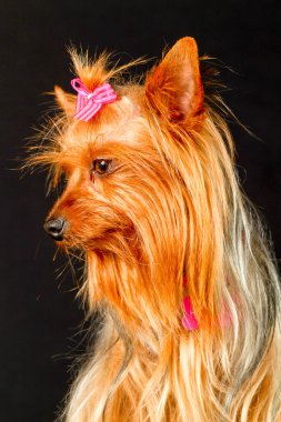 Üzgün Yorkshire Bayan