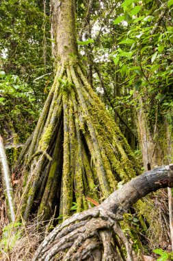 Socratea Exorrhiza palmiye ağacı