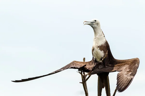 彼女の羽を乾燥フリゲート鳥 — ストック写真