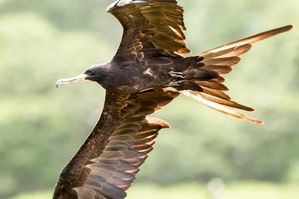 飛行中のフリゲート鳥をクローズ アップ — ストック写真