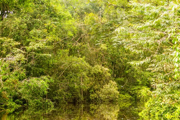 Amazonian Jungle Theme — Stock Photo, Image