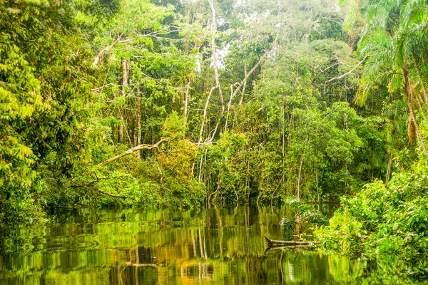 Amazone Jungle-thema — Stockfoto